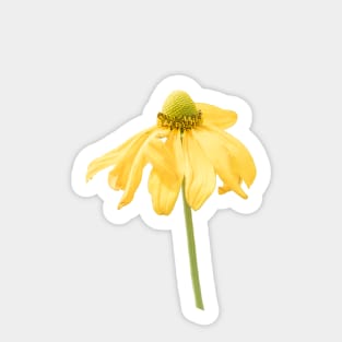 Yellow Flower Rudbeckia Lacinata Sticker